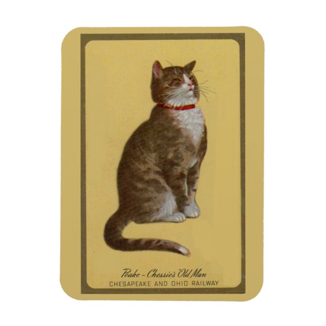 Peake, Chessies gamle tomcat tabby katt Magnet (Vertikal)