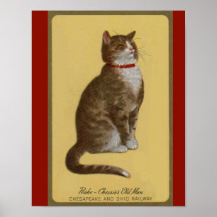 Peake, Chessies gamle tomcat tabby katt Poster