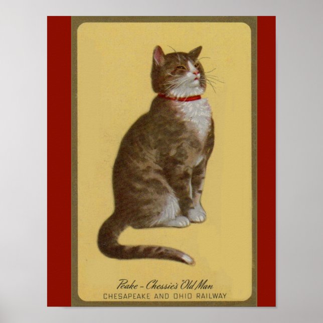 Peake, Chessies gamle tomcat tabby katt Poster (Framsidan)