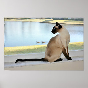Peaktsam siamesisk kattmålning poster