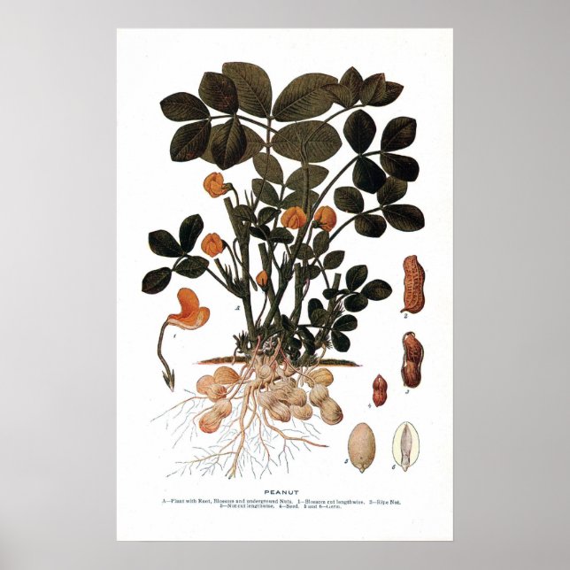Peanut Plant Poster (Framsidan)