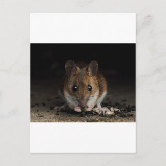 Peanut the Wood Mouse Vykort