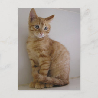 Peanut Vykort