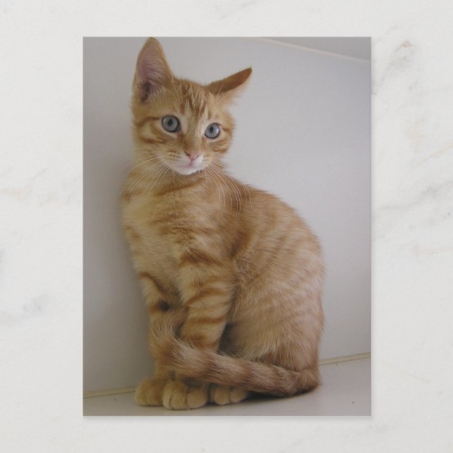 Peanut Vykort (Framsida)