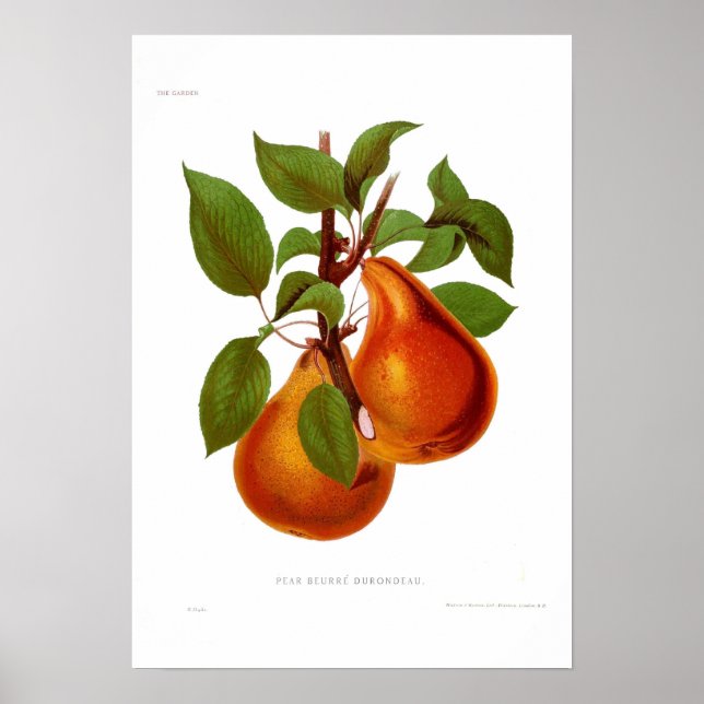 Pear Beurre Durondeau Poster (Framsidan)