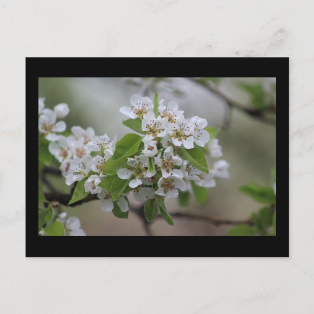 Pear Blommar Postcard Vykort (Framsida)