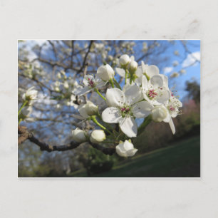 Pear Blommar Vykort