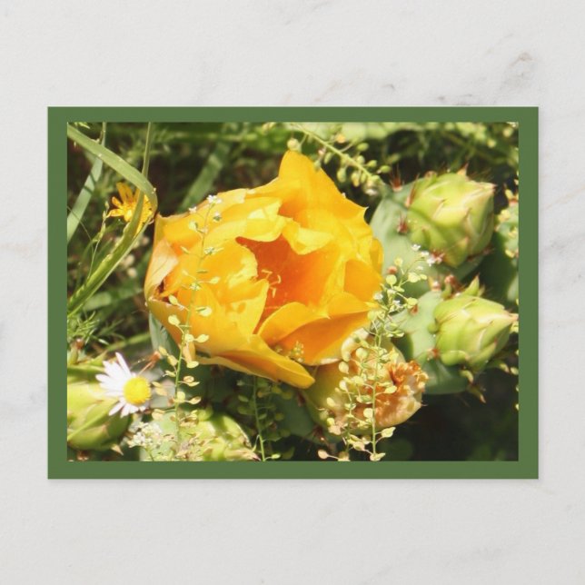 Pear Cactus Bloom Vykort (Framsida)