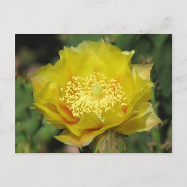 Pear Cactus Blooms Vykort (Framsida)