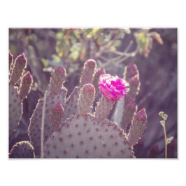 Pear Cactus Flower | Fotoutskrift Fototryck