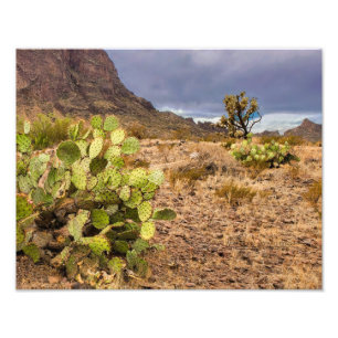 Pear Cactus i ökenbergen Arizona Fototryck