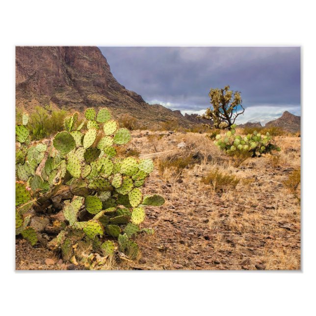 Pear Cactus i ökenbergen Arizona Fototryck (Framsidan)