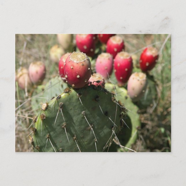 Pear Cactus in Texas Vykort (Framsida)