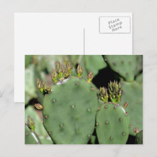 Pear Cactus Nature Vykort