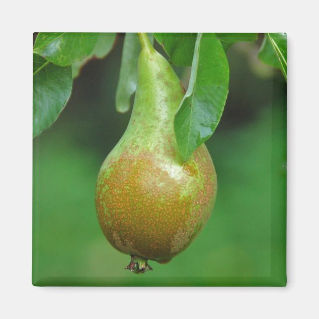 Pear Conference-magnet Magnet (Framsidan)