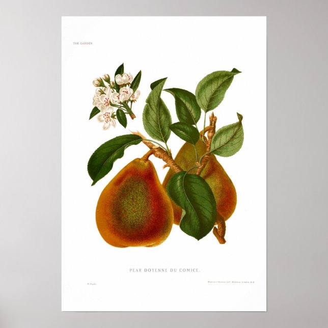 Pear Doyenne du Comice Poster (Framsidan)