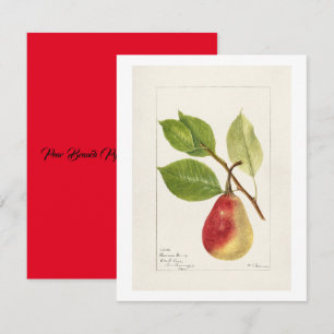 Pear Gren (Pyrus Communis)(1893) Small Anteckningskort