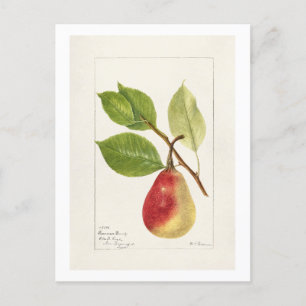 Pear Gren (Pyrus Communis)(1893) Small Vykort
