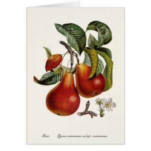Pear Hälsningskort