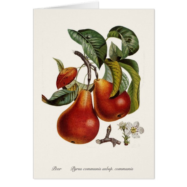 Pear Hälsningskort (Framsidan)