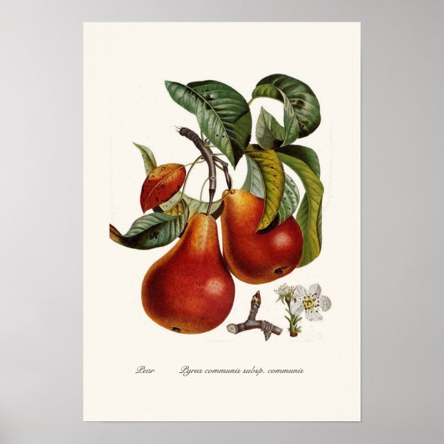 Pear Poster (Framsidan)
