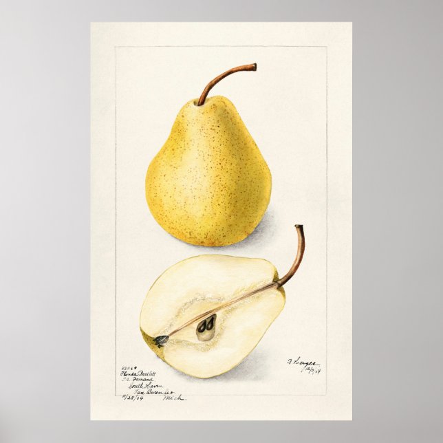 Pear Poster (Framsidan)