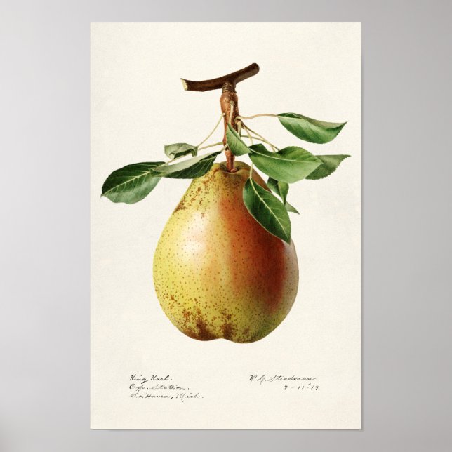 Pear (Pyrus Communis) - Färgmålning på frukt Poster (Framsidan)