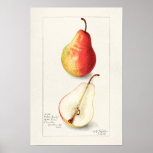 Pear (Pyrus Communis) - Färgmålning på frukt Poster