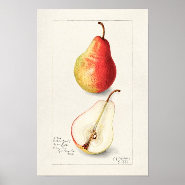 Pear (Pyrus Communis) - Färgmålning på frukt Poster (Framsidan)