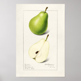 Pear (Pyrus Communis) - Färgmålning på frukt Poster