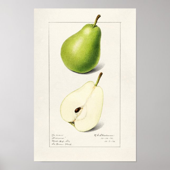 Pear (Pyrus Communis) - Färgmålning på frukt Poster (Framsidan)