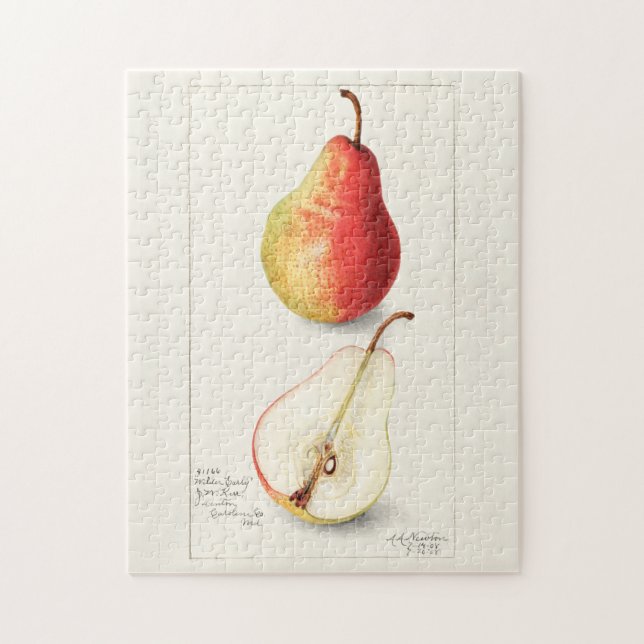 Pear (Pyrus Communis) - Färgmålning på frukt Pussel (Vertikal)