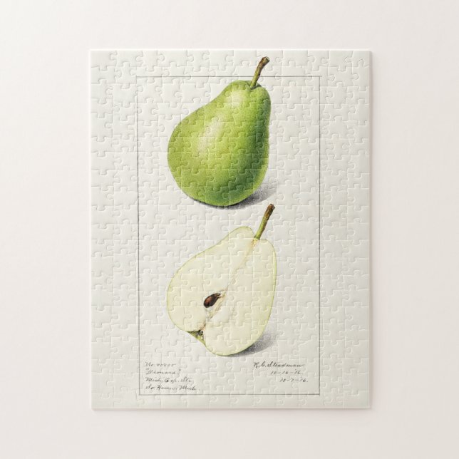 Pear (Pyrus Communis) - Färgmålning på frukt Pussel (Vertikal)