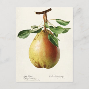 Pear (Pyrus Communis) - Färgmålning på frukt Vykort