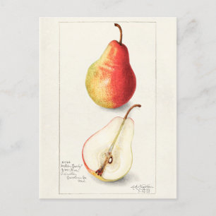 Pear (Pyrus Communis) - Färgmålning på frukt Vykort