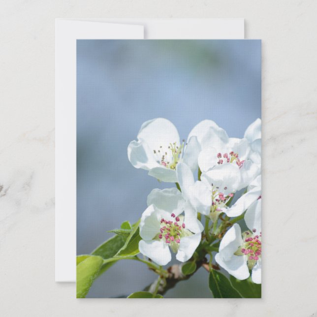 Pear träd-blomning (Framsida)