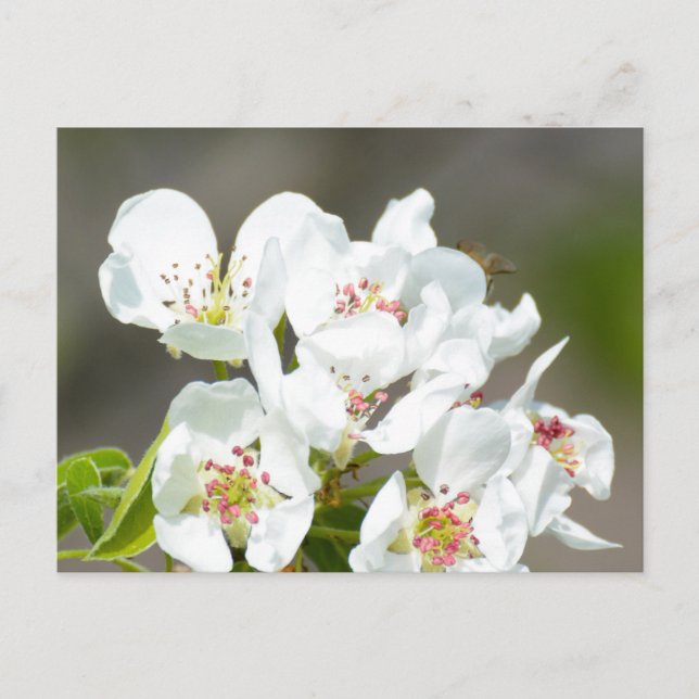 Pear träd blomning vykort (Framsida)