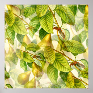 Pear Träd Grenar och Pears Mönster Poster