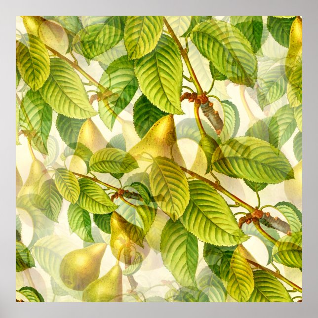 Pear Träd Grenar och Pears Mönster Poster (Framsidan)