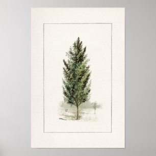 Pear Träd (Pyrus communis) Vattenfärgstryck Poster