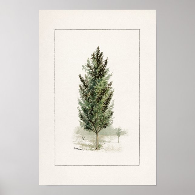 Pear Träd (Pyrus communis) Vattenfärgstryck Poster (Framsidan)