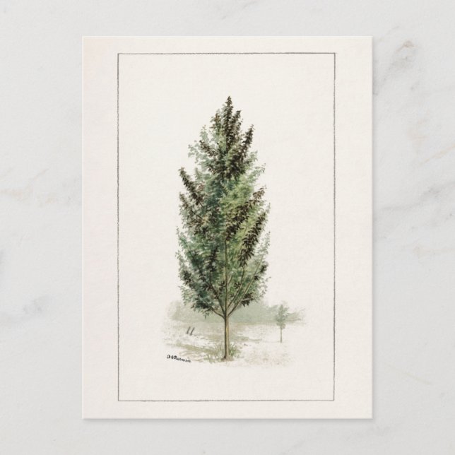Pear Träd (Pyrus communis) Vattenfärgstryck Vykort (Framsida)