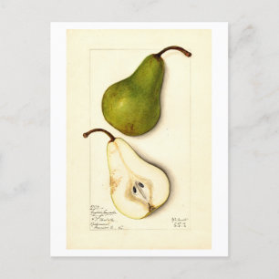 Pear Vintage Botaniskt vykort