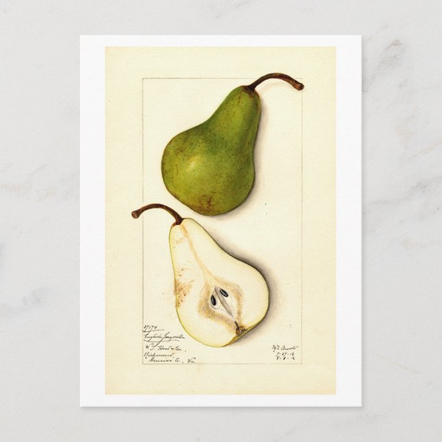 Pear Vintage Botaniskt vykort (Framsida)