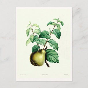 Pear Vykort