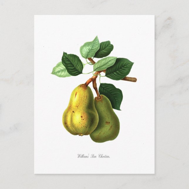Pear Vykort (Framsida)