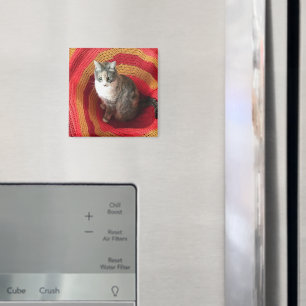 Pearl Cat på afghanska Magnet