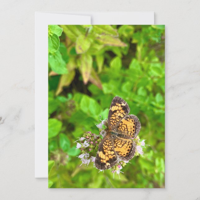 Pearl Crescent butterfly birthday card dh26 (Framsida)