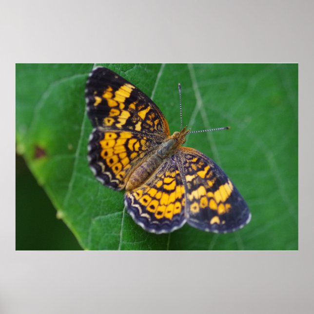 Pearl Crescent Butterfly Poster (Framsidan)