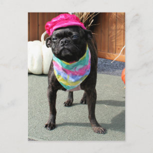 Pearl - Pug and Boston Terrier Mix Breed Photo-08 Vykort